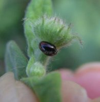 Sphaerosoma piliferum  