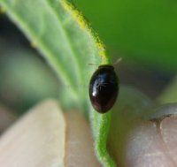 Sphaerosoma piliferum  