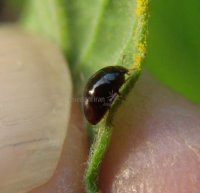Sphaerosoma piliferum 