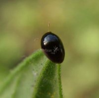 Sphaerosoma piliferum 