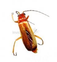 Cantharis sp-2