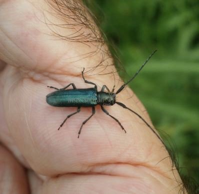 Agapanthia intermedia