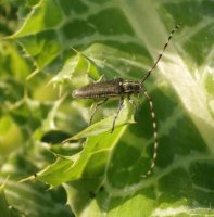 Agapanthia sp