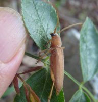 Stromatium unicolor