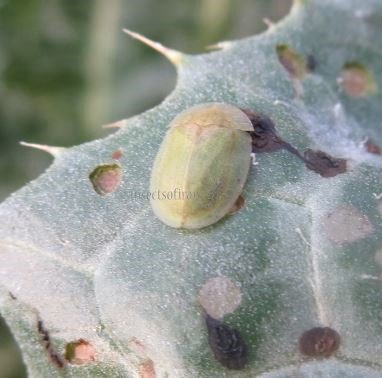 Cassida-sp
