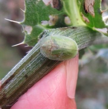 Cassida-viridis