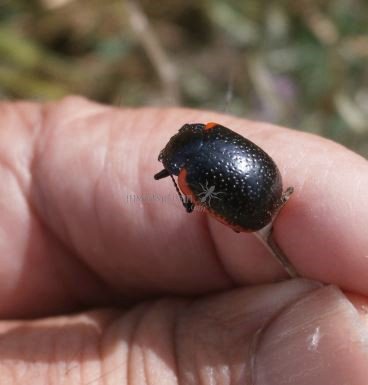Chrysolina-sanguinolenta