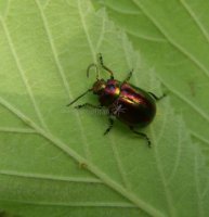 Chrysolina cerealis