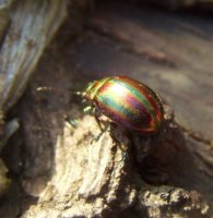 Chrysolina cerealis