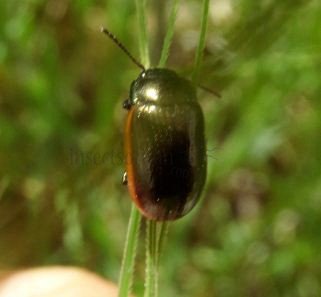 Chrysolina marginata -2