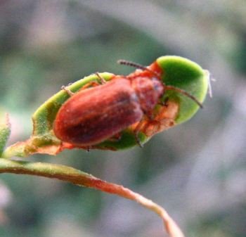 Chrysomalidae-2