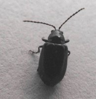 Agelastica sp