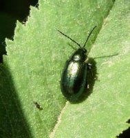 Altica  sp