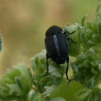 Acanthoscelides sp-2