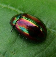 Chrysolina cerealis -3