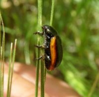 Chrysolina marginata -1