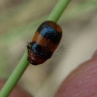 Coptocephala rubicunda -1