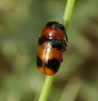 Coptocephala rubicunda -3