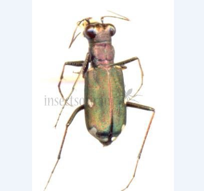 Cicindela campestris
