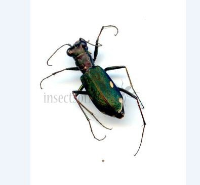 Cicindela germanica
