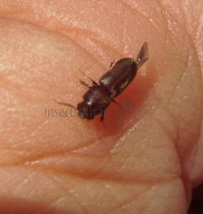 Colydiidae-2