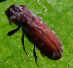 Ditoma crenata-3