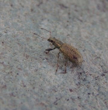 unidentified
