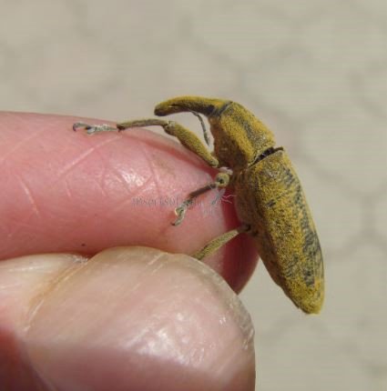 unidentified