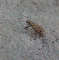 unidentified