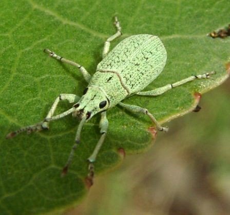 Myllocerus posti -5