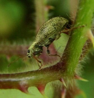 Phyllobius pomaceus-3