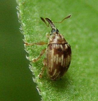 Tychius  sp