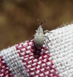 Tychius sefrensis -2