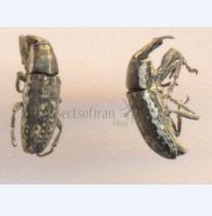 Curculionidae-2