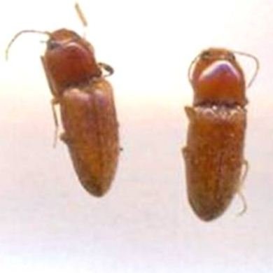 Agriotes sputator-1