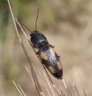 Betarmon bisbimaculatus-2