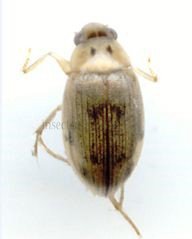 Berosus sp-1