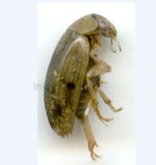 Berosus sp-2