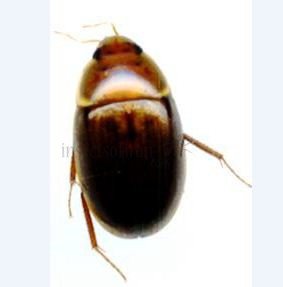 Enochrus test
