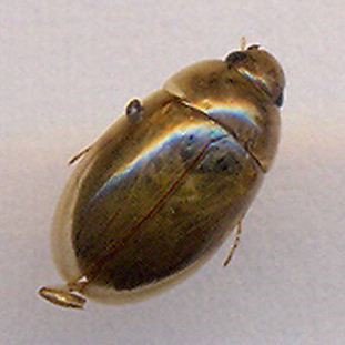 Laccobius sp