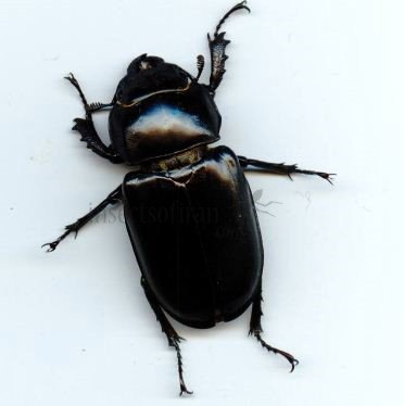 Pseudolucans capreodus female-2