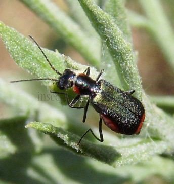 Axinotarsus pulicarius