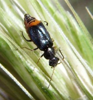 Clanoptilus elegans -1