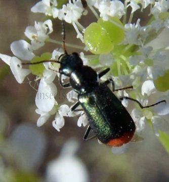 Clanoptilus elegans-2