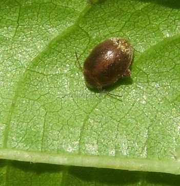 Scirtes orbiculatus