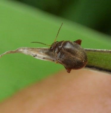 Scirtes sp-