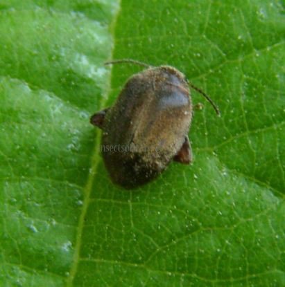 Scirtes tibialis