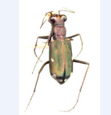 Cicindelidae