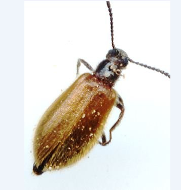 Lagriidae