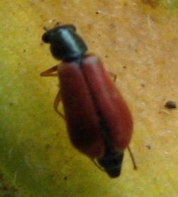 Pyrochroidae